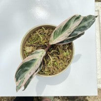 Calathea Pelangi Variegata