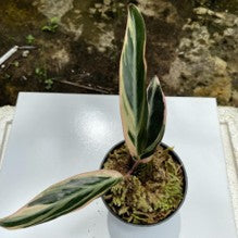 Calathea Setosa Variegata