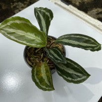 Calathea Silver Black
