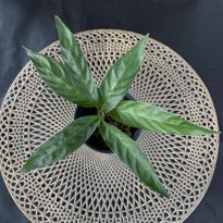 Calathea Sp.