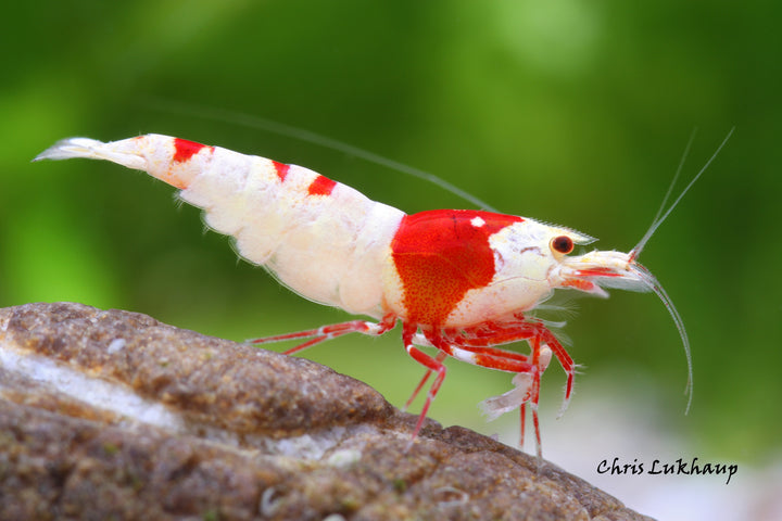 Pure Red Crystal Caridina Shrimp