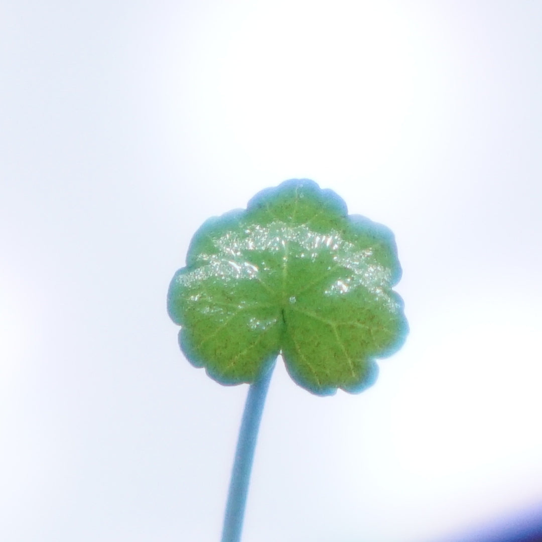 Cardamine Lyrata