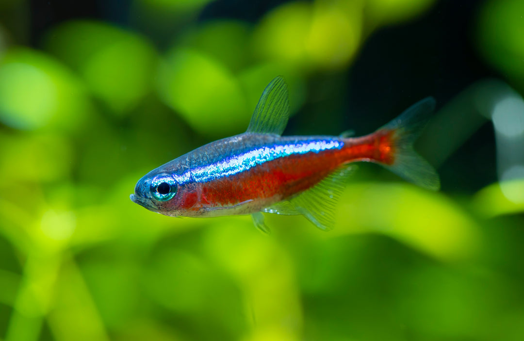Cardinal Tetra