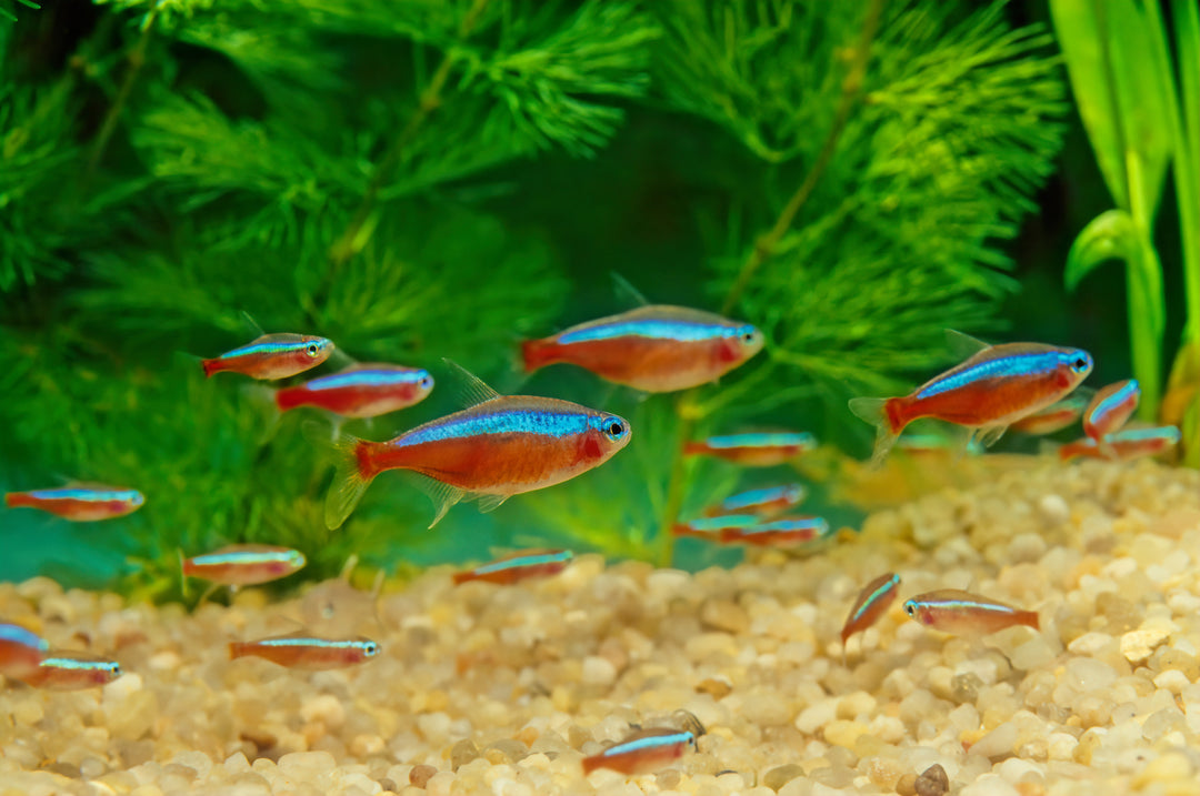 Cardinal Tetra