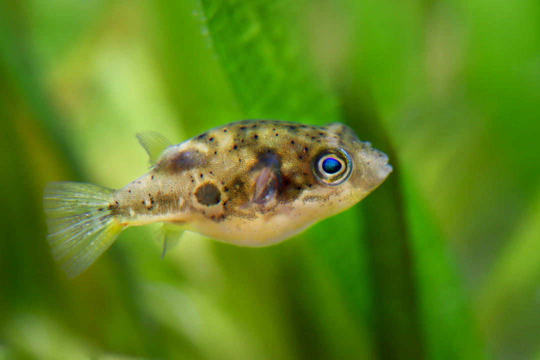 Indian Dwarf Pea Puffer