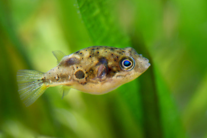 Indian Dwarf Pea Puffer