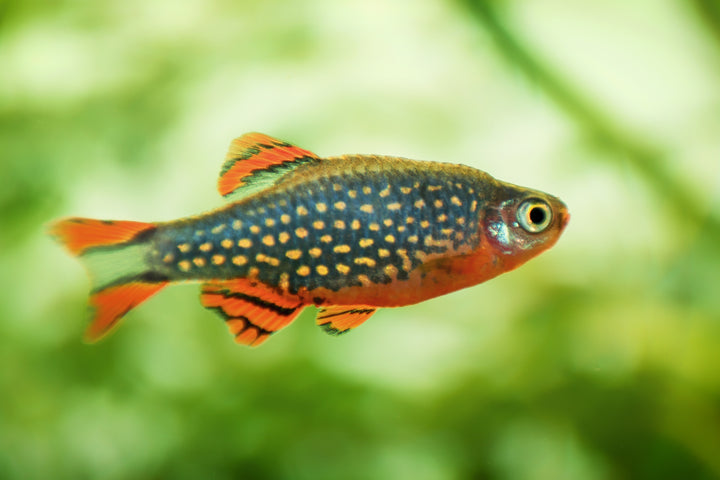 Celestial Pearl Danio