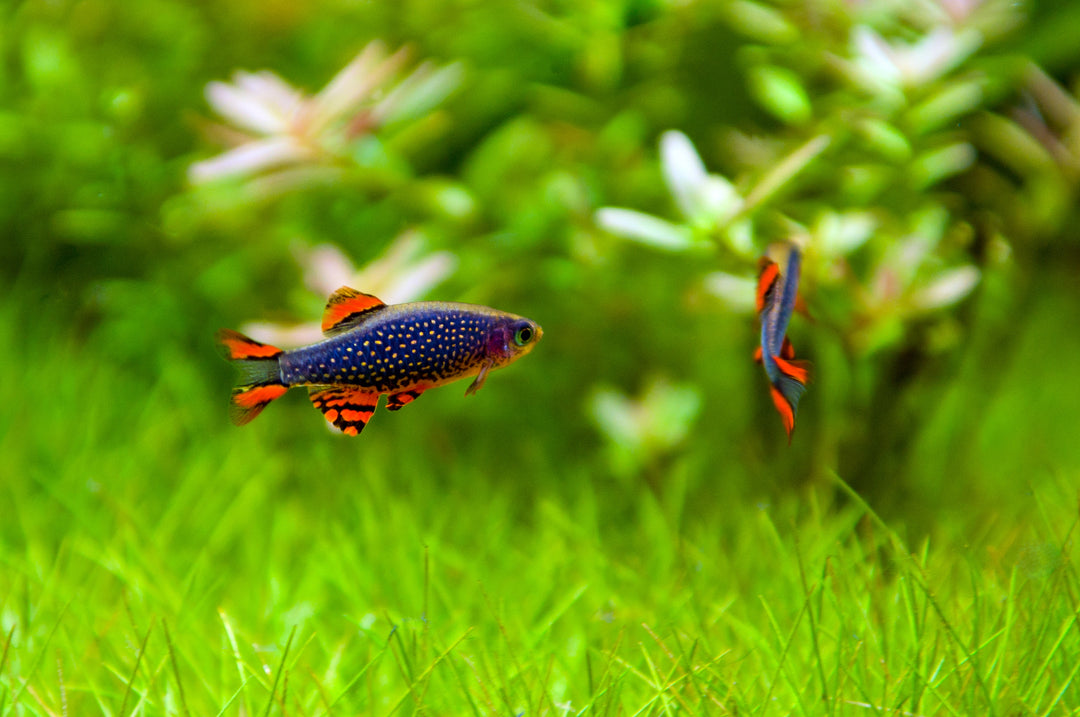 Celestial Pearl Danio