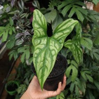 Cercetis Mirabilis