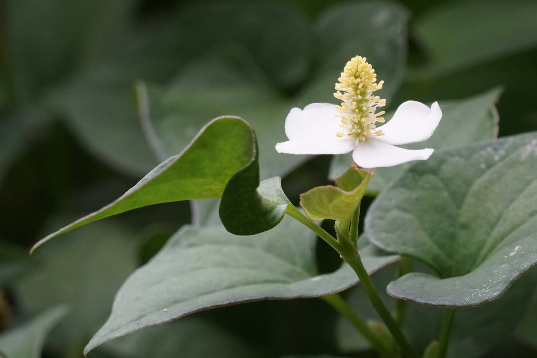 Chameleon Plant