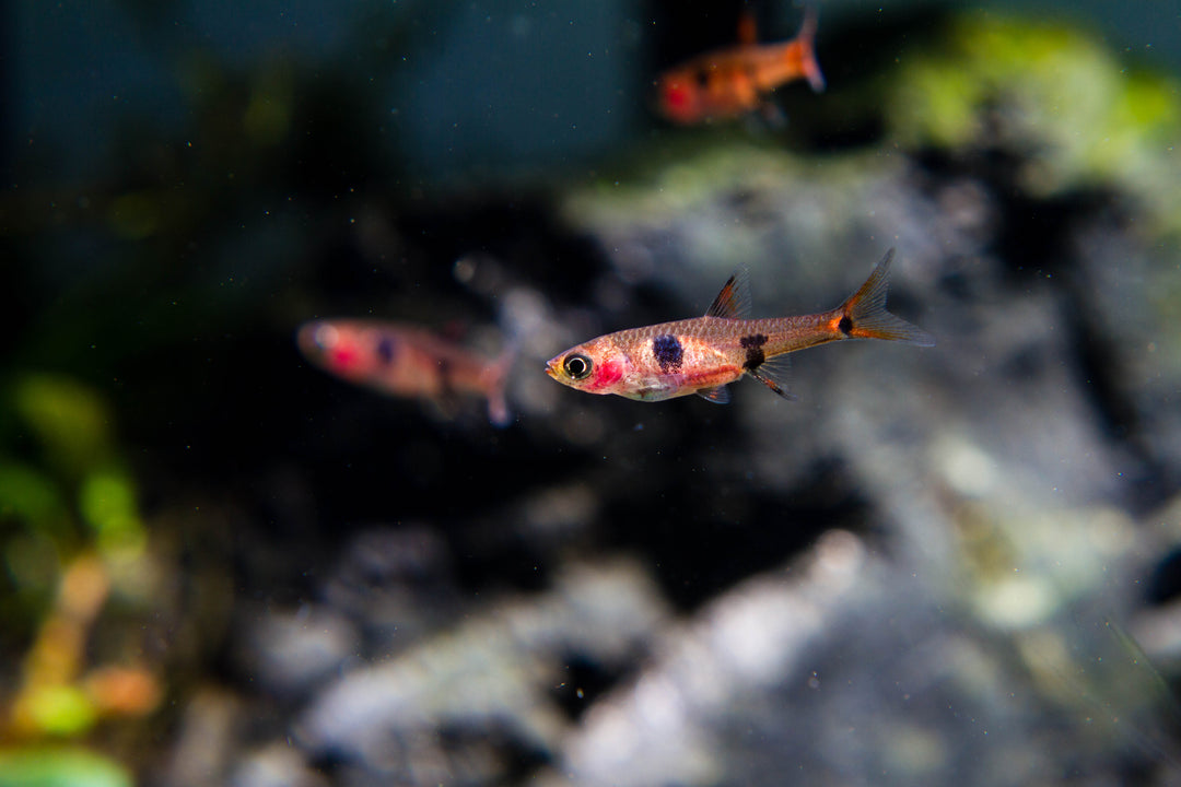 Chili Rasbora