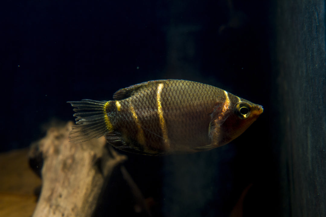 Chocolate Gourami