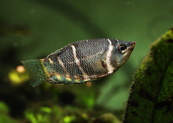 Chocolate Gourami