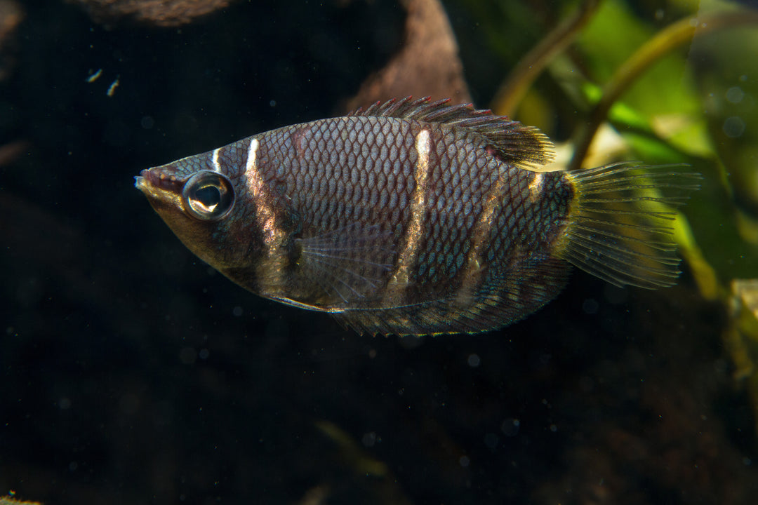 Chocolate Gourami