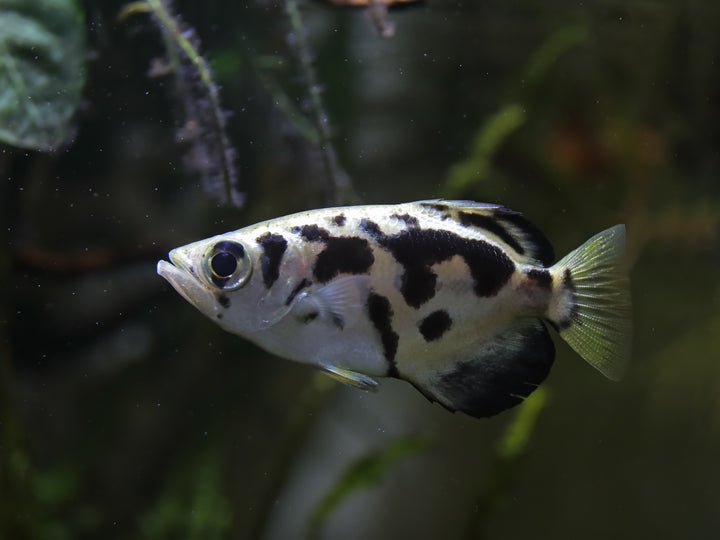 Clouded Archer Fish