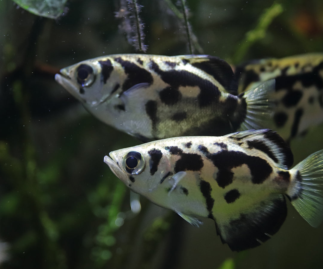 Clouded Archer Fish