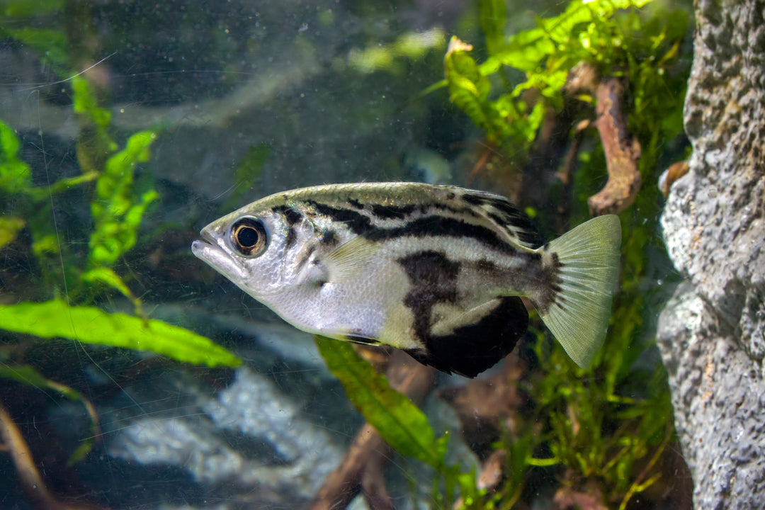 Clouded Archer Fish