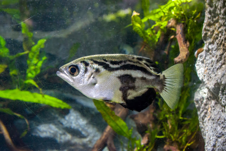 Clouded Archer Fish