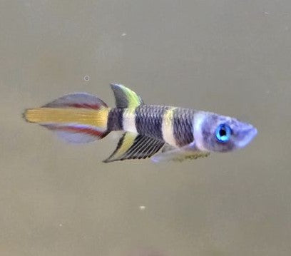 Clown Killi Fish