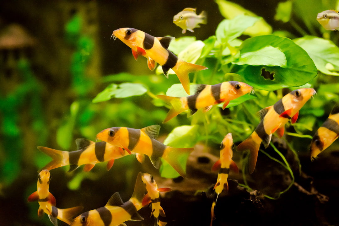 Clown Loach