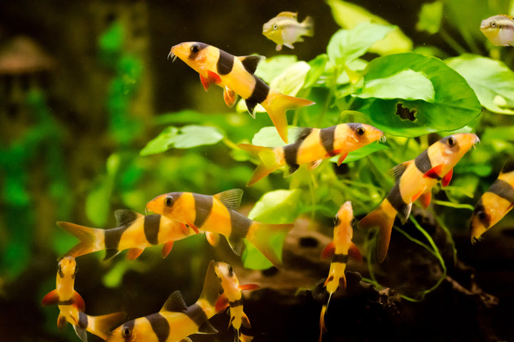 Clown Loach