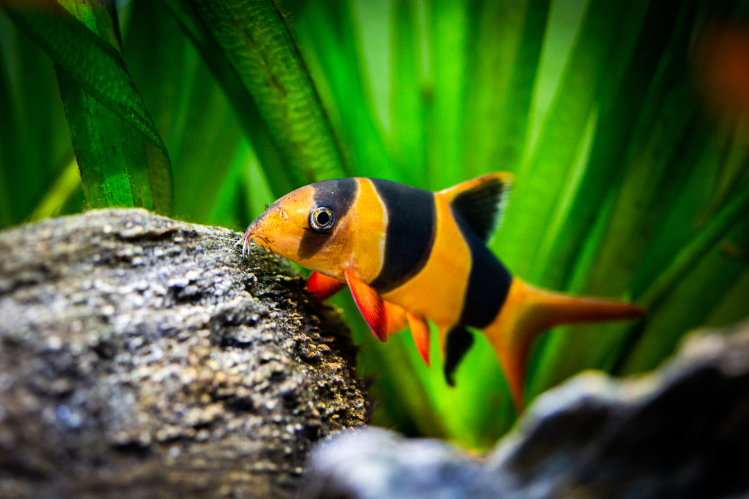 Clown Loach