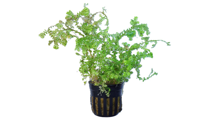 Club Moss