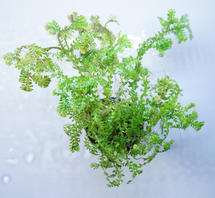Club Moss