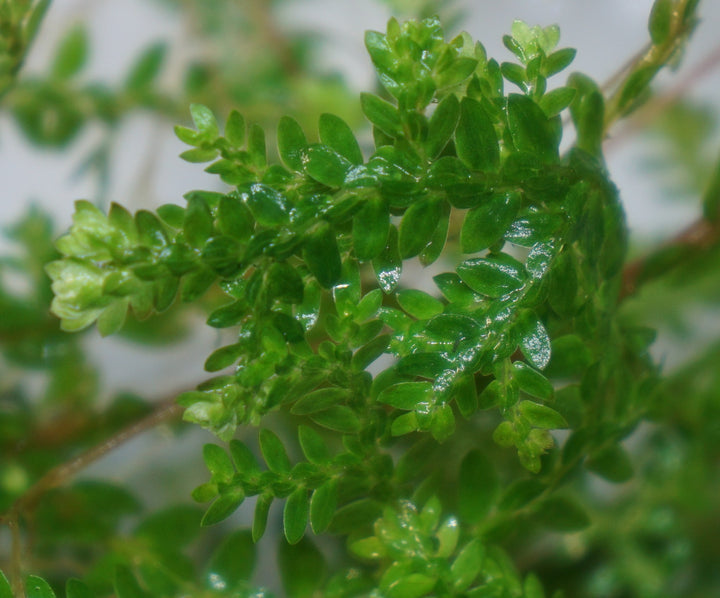 Club Moss
