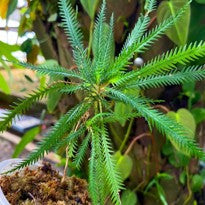 Codonoboea Dentata Lingga