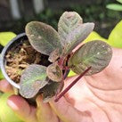 Codonoboea Pumila Sumatra
