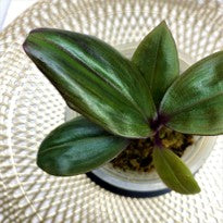 Commelinaceae sp. Purple