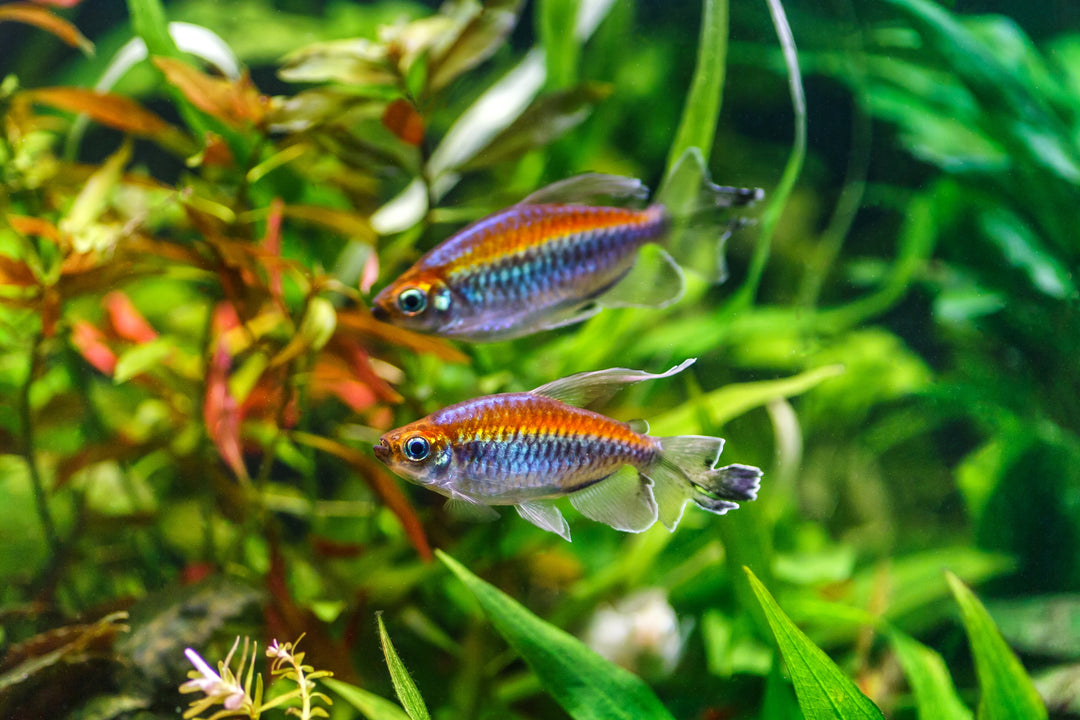 Congo Tetra