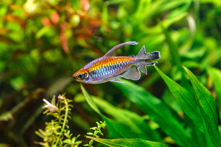 Congo Tetra