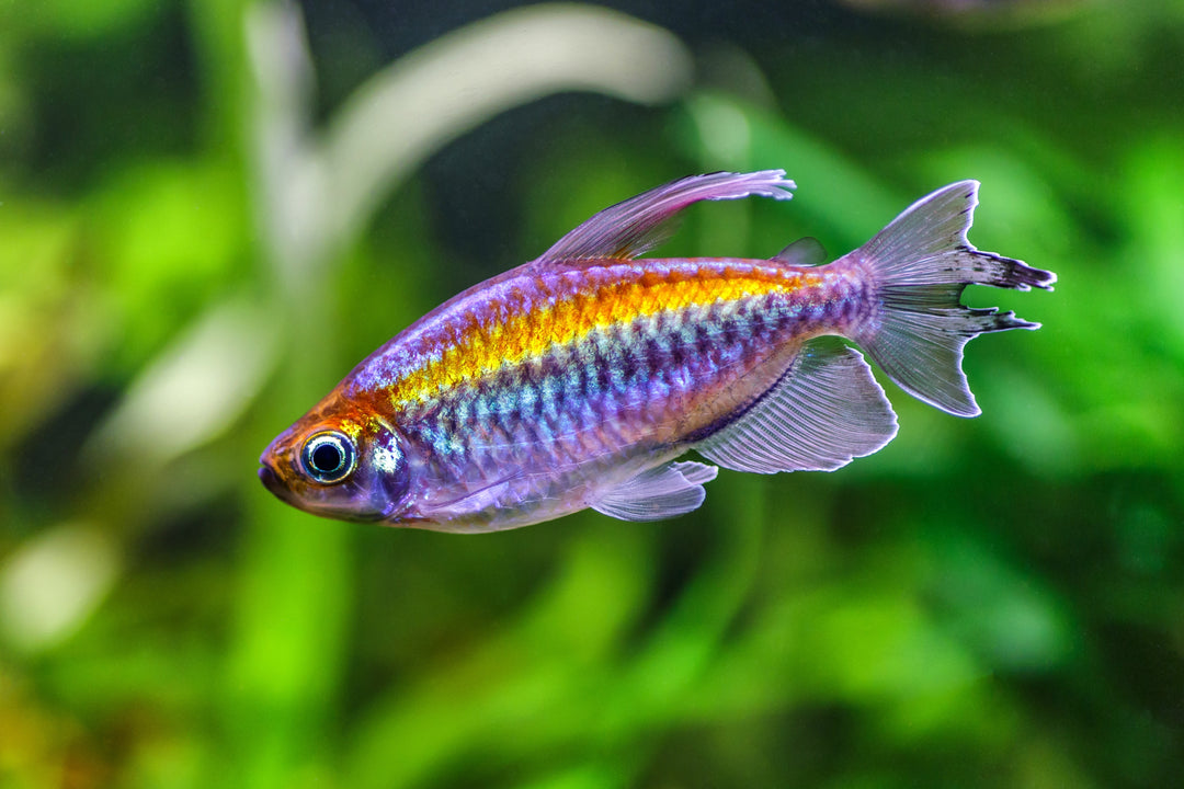 Fish – Cuboid Aquatics LLC