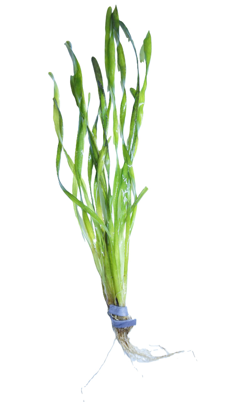 Vallisneria Contortion