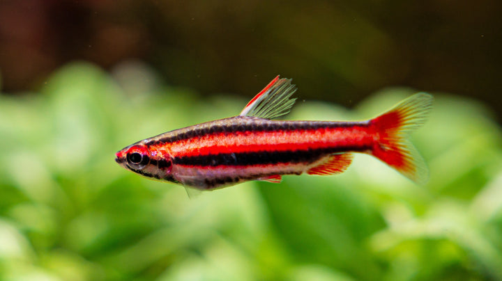 Coral Red Pencilfish