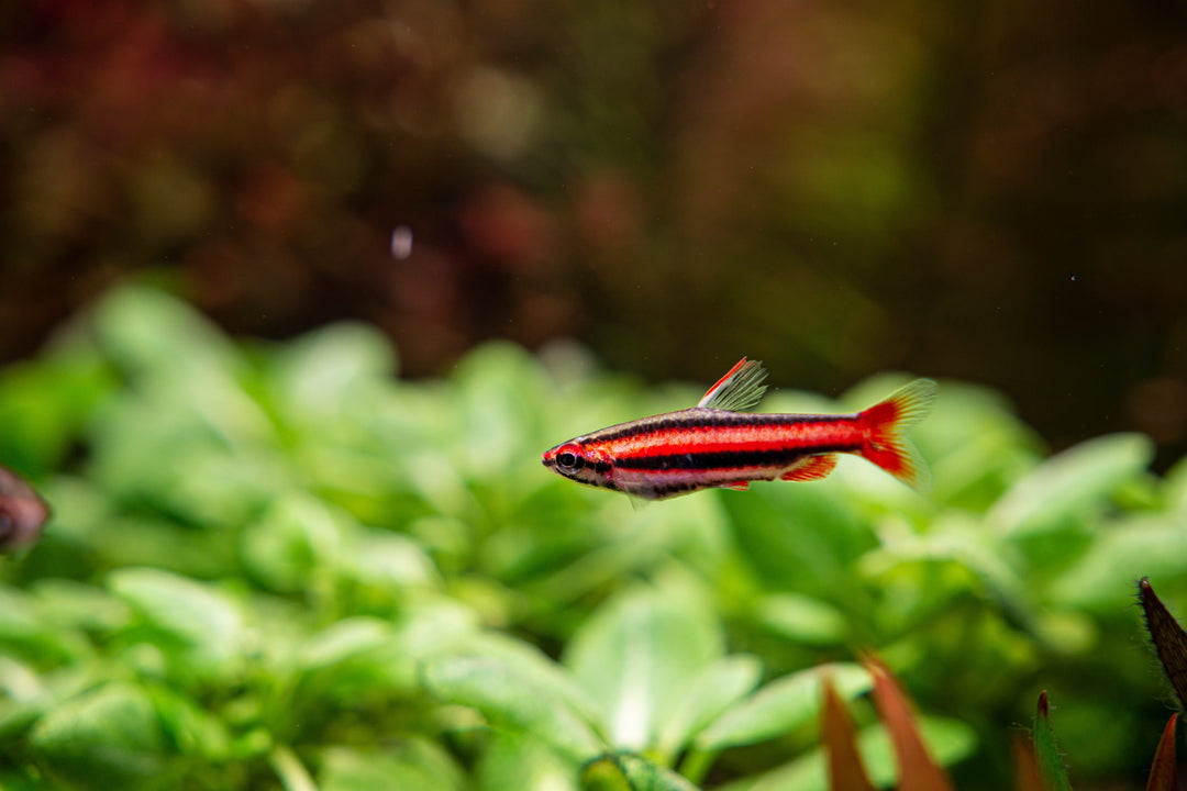 Coral Red Pencilfish