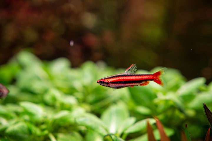 Coral Red Pencilfish