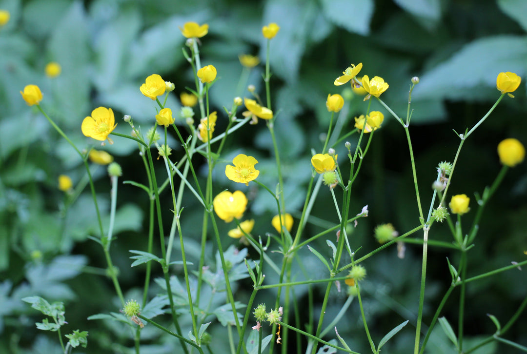 Creeping Spearwort