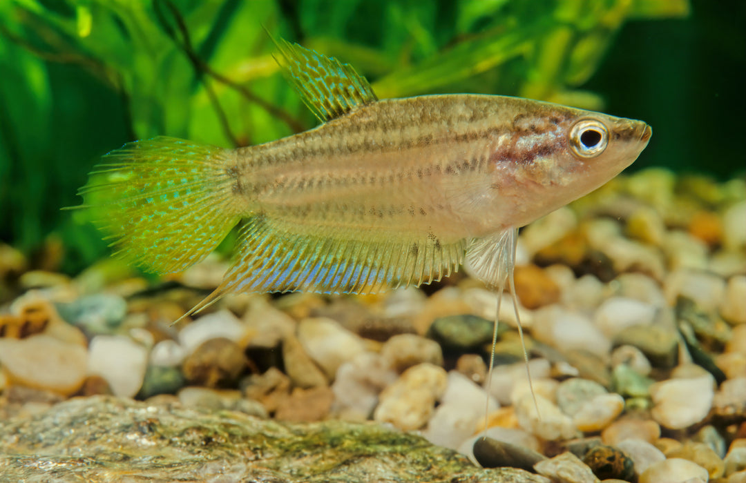 Croaking Gourami