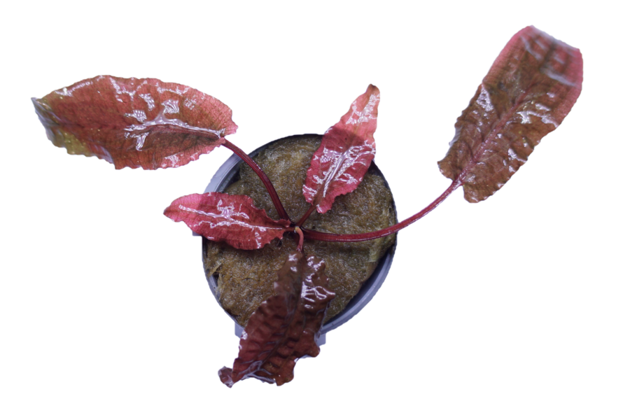 Cryptocoryne Wendtii Flamingo