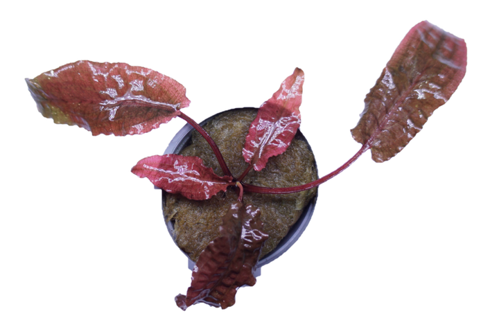 Cryptocoryne Wendtii Flamingo