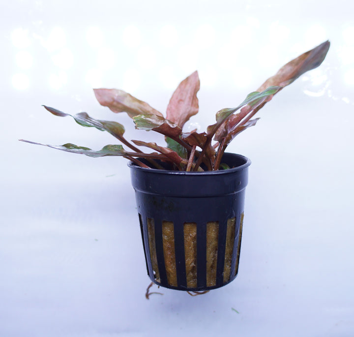 Cryptocoryne Florida Sunset