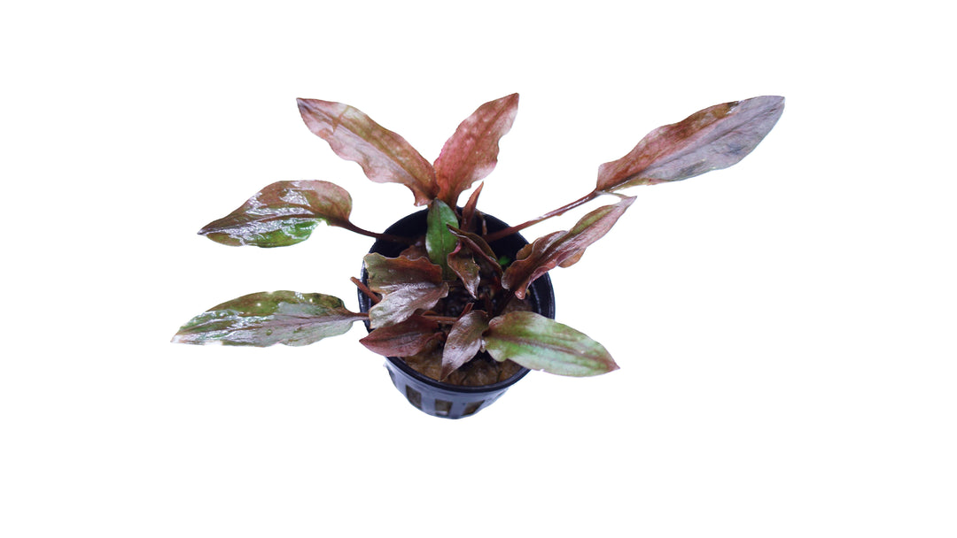 Cryptocoryne Florida Sunset