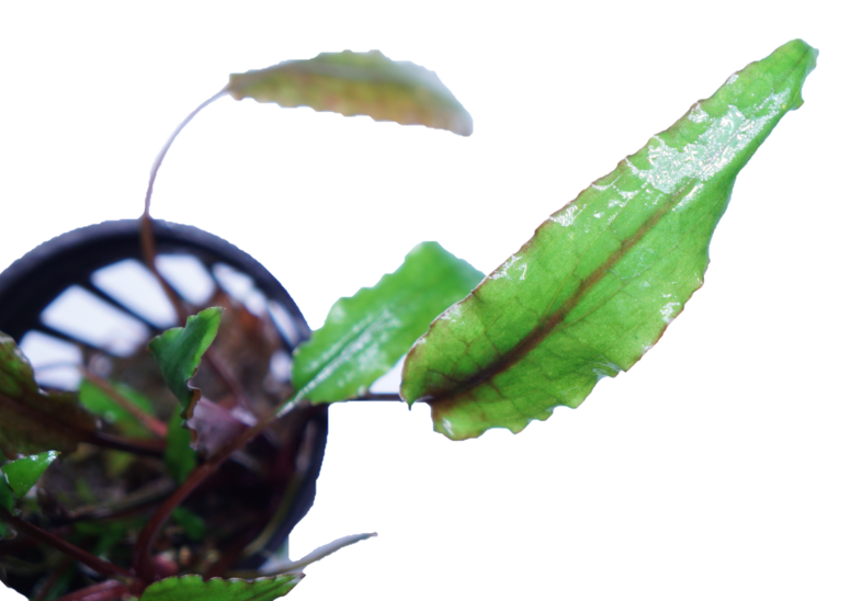 Cryptocoryne Lutea