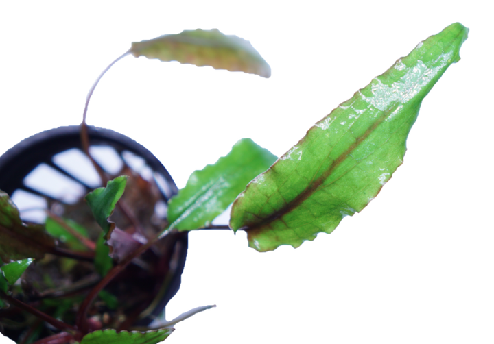 Cryptocoryne Lutea