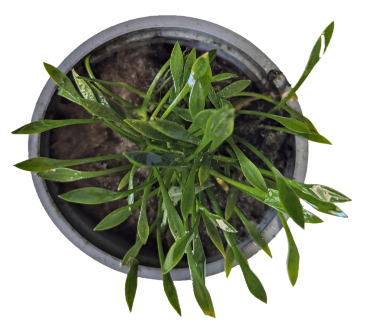 Cryptocoryne Parva