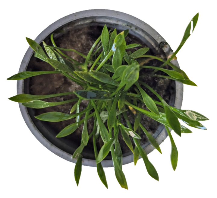 Cryptocoryne Parva