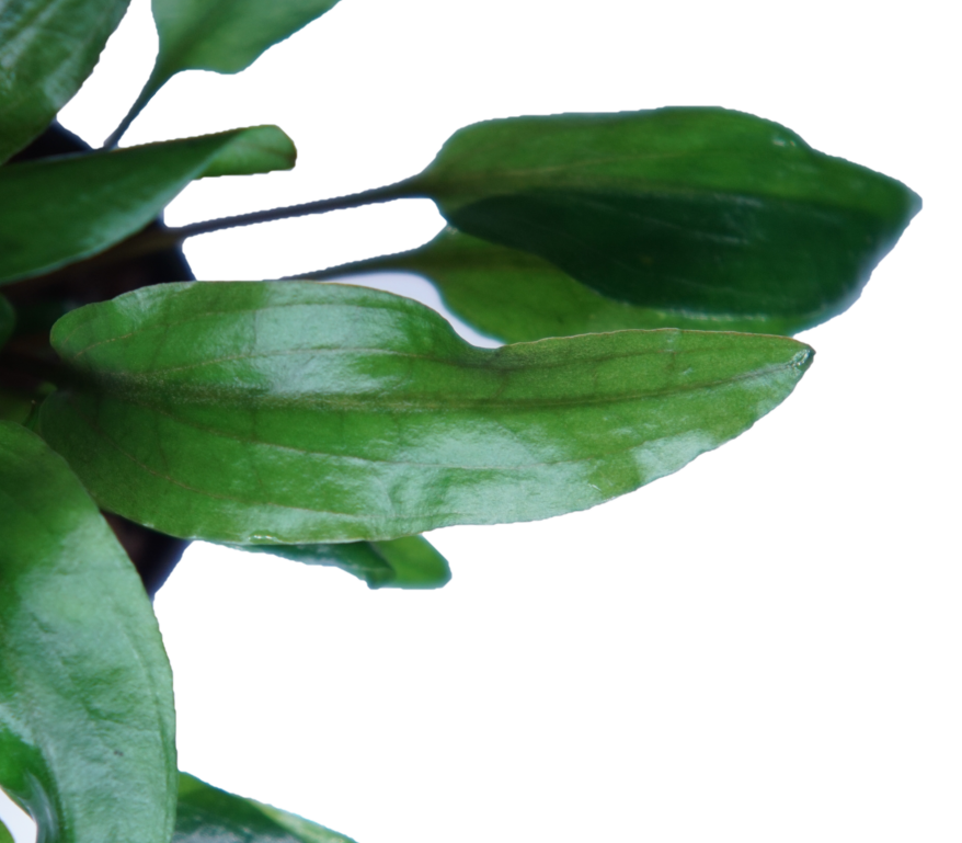 Cryptocoryne petchii